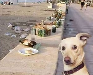 Chien déchets plage byljbx - Eugenol