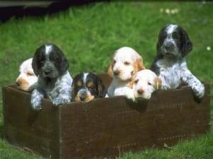 Chiot cocker anglais xpbrl1 - Eugenol