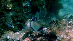 Corse 2010   268 jme7o9 - Eugenol