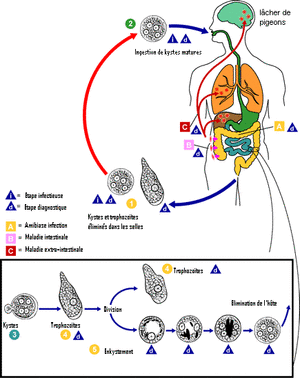 Dysenterie amibienne nzmbfn - Eugenol