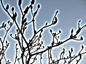 Effet hdr zgrgth - Eugenol