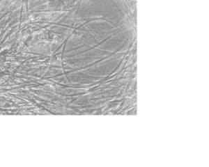 Filaments kmjqbt - Eugenol