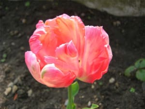 Fleurs 001 npukwy - Eugenol