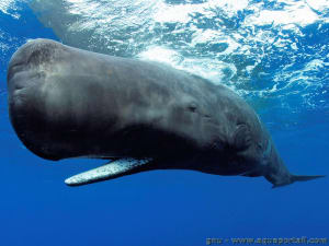 Grand cachalot physeter macrocephalus crkmhd - Eugenol