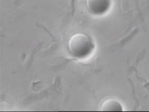 Gun micro4 hématies gknfri - Eugenol