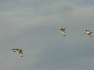 Ibis4 r1es55 - Eugenol