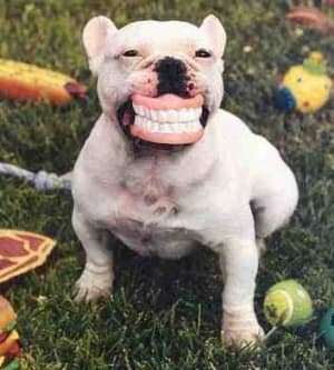 Iench dt2esk - Eugenol