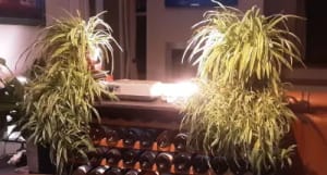 Ktf9nvtu96on0f5b3jzdjbkn0bpg - Eugenol