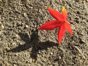 Liquidambar2 ou4wbr - Eugenol