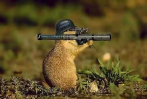 Marmotte de combat n3cajj - Eugenol