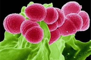 Microbes 450769 v4aqc6 - Eugenol