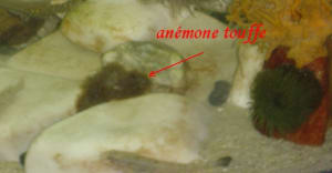 Nouvelle anémone gdnnwk - Eugenol