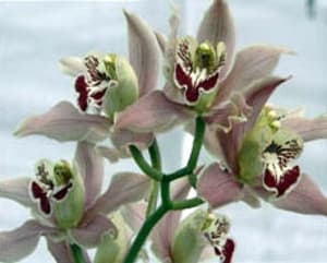 Orchidees d6cqo5 - Eugenol