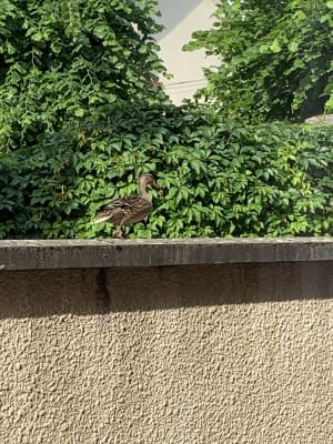 Pddskjevwfufoklphcst - Eugenol