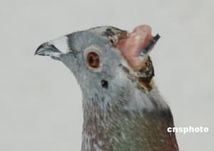 Pigeon telecommande jokpg9 - Eugenol