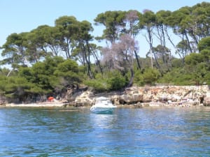 Pins de l ile ste marguerite h8qkn1 - Eugenol