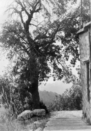 Quiétude aoahgm - Eugenol