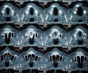 Scan2 buovfo - Eugenol
