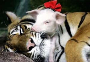 Tigre cochon 02 vogksn - Eugenol