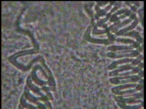 Yen 2 yzkwo3 - Eugenol