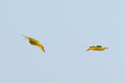 0003 6 2 jwzy9k - Eugenol