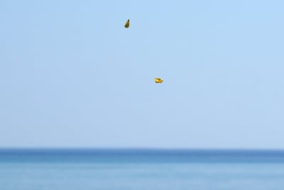 0005 6 2 voypqm - Eugenol