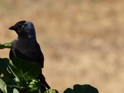 013 niwlqo - Eugenol