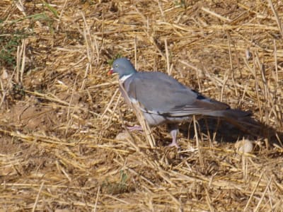 014 xnztit - Eugenol