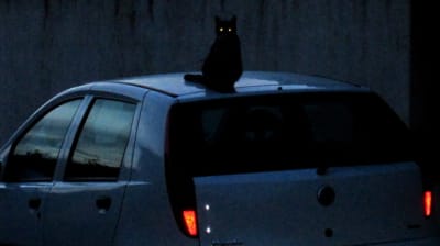 20100608 011 tuh1xe - Eugenol