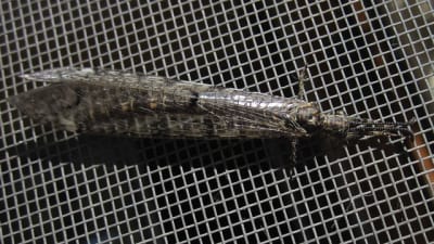 201007118 002 aykynf - Eugenol