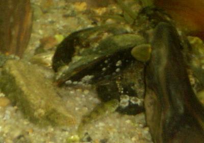 3 flou artistique sur un petit gobie wmmrpk - Eugenol