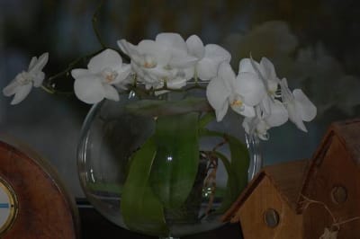 4ème floraison nf5klv - Eugenol