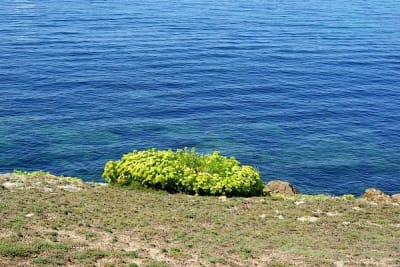 7611 6 ze3xmp - Eugenol