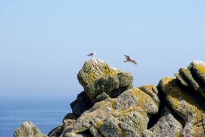 7900 6 ap0x7w - Eugenol