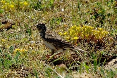 8551 400 ts7kfj - Eugenol