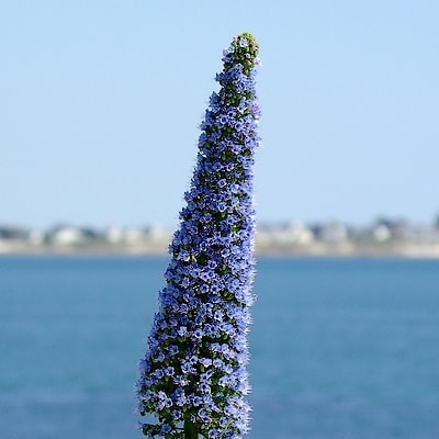 8970 400 rdw2ue - Eugenol