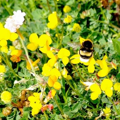 9337 400 koozrq - Eugenol