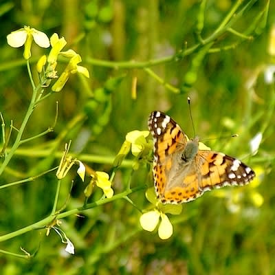 9346 400 jtwfdu - Eugenol