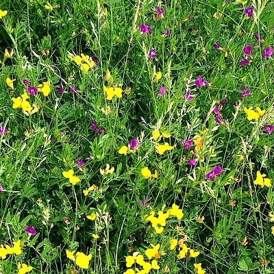 9354 400 x9nbza - Eugenol