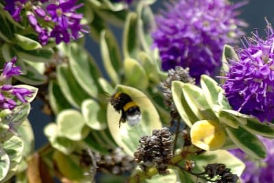 Bzzz1 nip07k - Eugenol