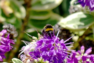 Bzzz2 ozpwar - Eugenol