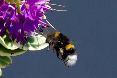 Bzzz7 bzuqyx - Eugenol