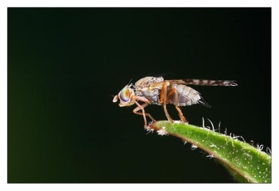 Crw 8121 1 xe8ero - Eugenol