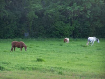 Canassons nsnmcc - Eugenol