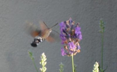 Colibri 1 zvciym - Eugenol