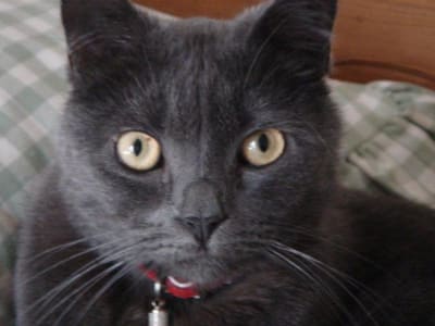 Dsc02971 usav0v - Eugenol