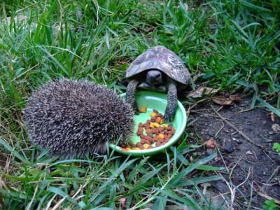 Dscf1750 fvtizb - Eugenol