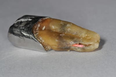 Dsc 0159 sqynpx - Eugenol