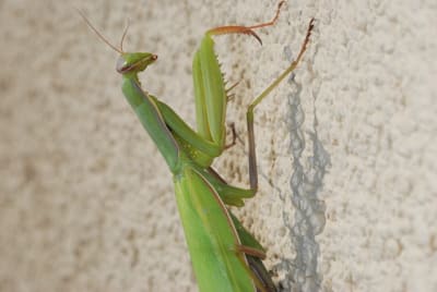 Dsc 0472 yf1gmz - Eugenol