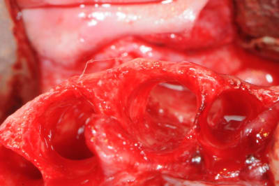 Dsc 0626 xj8grl - Eugenol